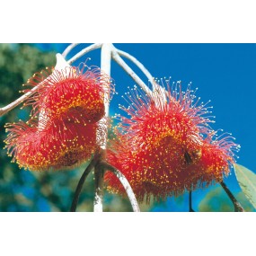 Esencia única Australian Living - Goma princesa plateada (Eucalyptus caesia) 15 ml
