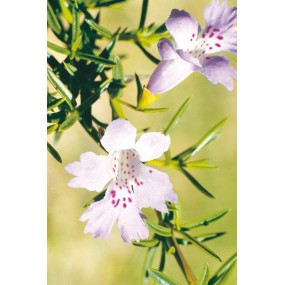 Australian Living Single Essence – Schlangenbusch (Hemiandra pungens) 15 ml