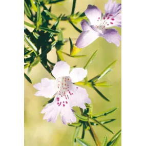 Esencia única Australian...