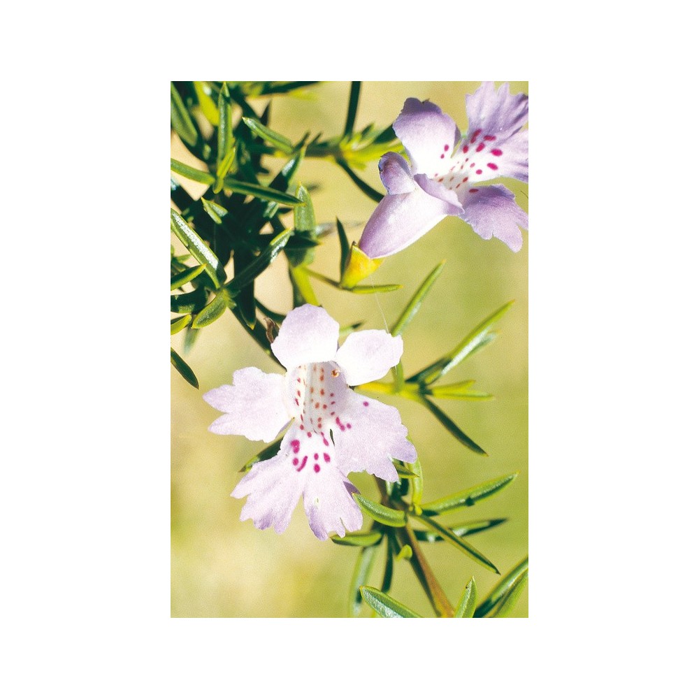 Australian Living Single Essence – Schlangenbusch (Hemiandra pungens) 15 ml