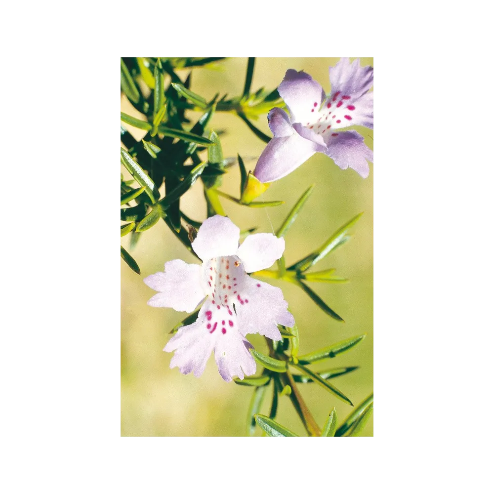 Esencia única Australian Living - Hemiandra pungens (Arbusto de serpiente) 15 ml