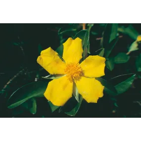 Esencia única de Australian...