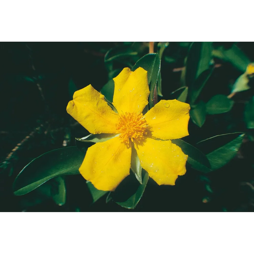 Esencia única de Australian Living - Hibbertia scandens (vid de serpiente) 15 ml