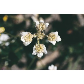 Australian Living Single Essence - Southern Cross (Xanthosia rotundifolia) 15 ml