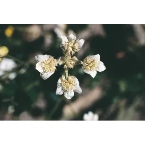 Essence simple Australian...