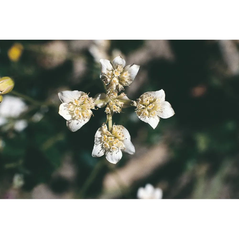 Esencia única Australian Living - Cruz del Sur (Xanthosia rotundifolia) 15 ml