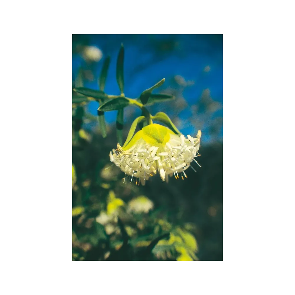 Esencia única Australian Living - Spirit Faces (Pimelea sp.) 15 ml