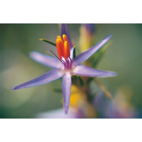 Esencia única Australian Living - Estrella de Belén (Calectasia cyanea) 15 ml
