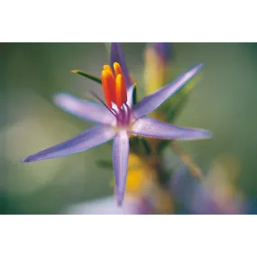 Esencia única de Australian...