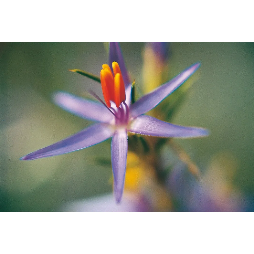 Esencia única Australian Living - Estrella de Belén (Calectasia cyanea) 15 ml