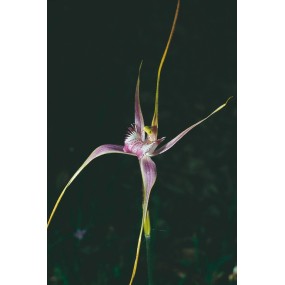 Esencia única de Australian Living - Orquídea araña de Start (Caladenia starteorum) 15 ml