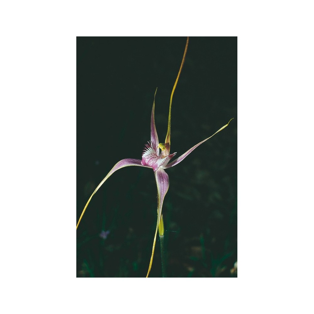 Australian Living Single Essence - Orchidée araignée de Start (Caladenia starteorum) 15 ml