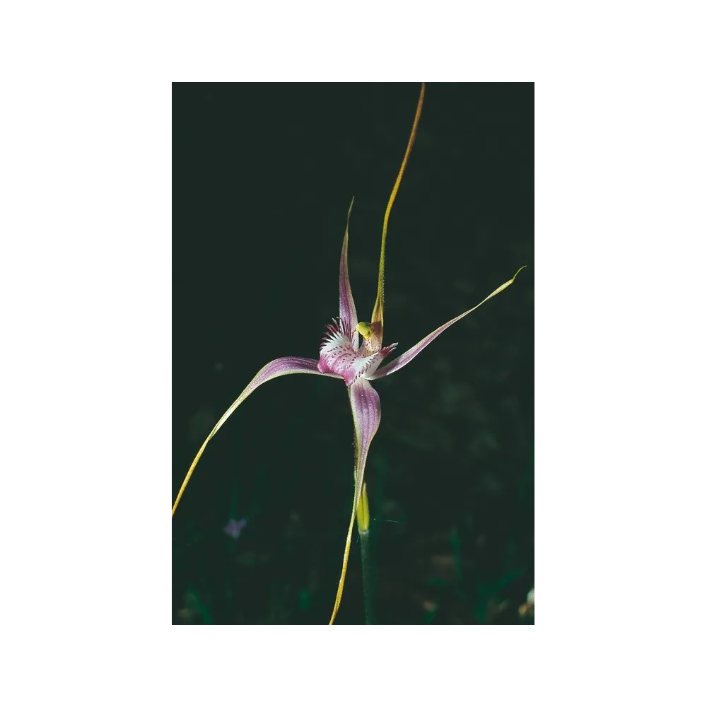Australian Living Single Essence - Start's Spider Orchid (Caladenia starteorum) 15 ml