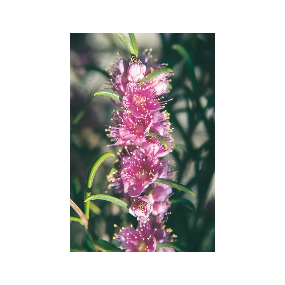 Australian Living Single Essence - Myrte de la rivière Swan (Hypocalymma robustum) 15 ml