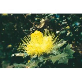 Esencia única Australian...