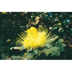 Esencia única Australian Living - Urchin Dryandra (Dryandra praemorsa) 15 ml
