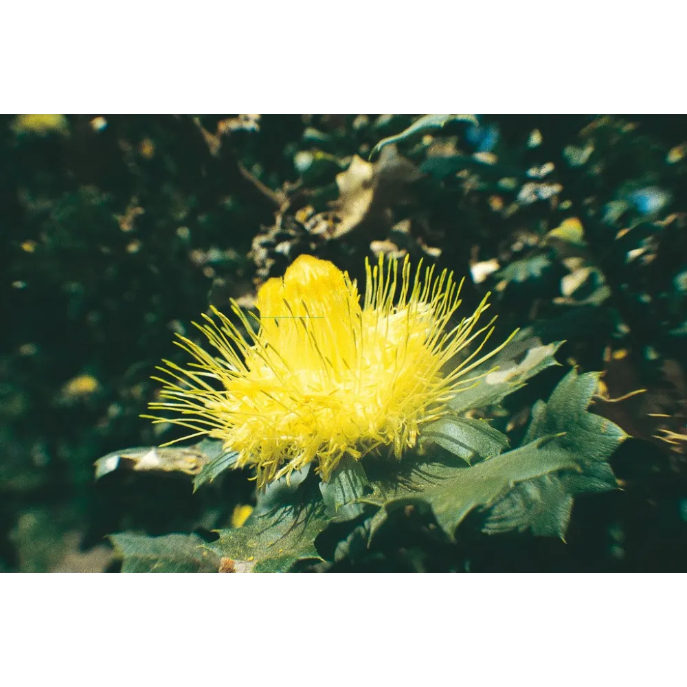 Australian Living Single Essence - Oursin Dryandra (Dryandra praemorsa) 15 ml