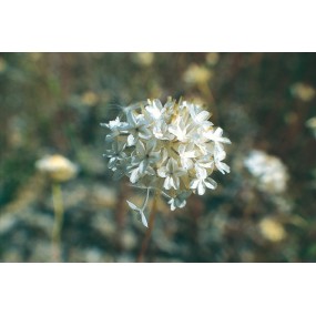 Esencia única Australian Living - Ursinia (Ursinia anthemoides) 15 ml