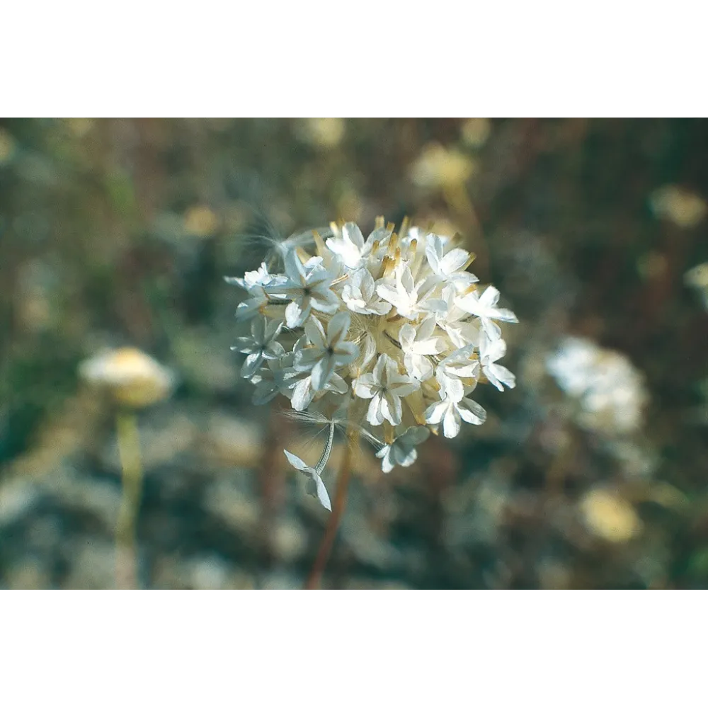 Australian Living Single Essence - Ursinia (Ursinia anthemoides) 15 ml