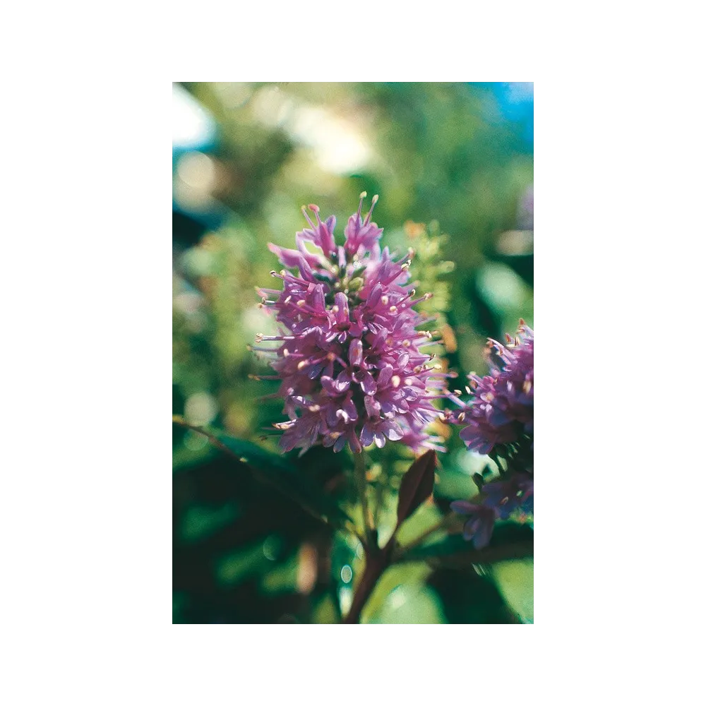 Esencia única de Australian Living - Verónica (Hebe speciosa) 15 ml