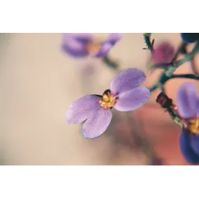 Essence simple Australian...