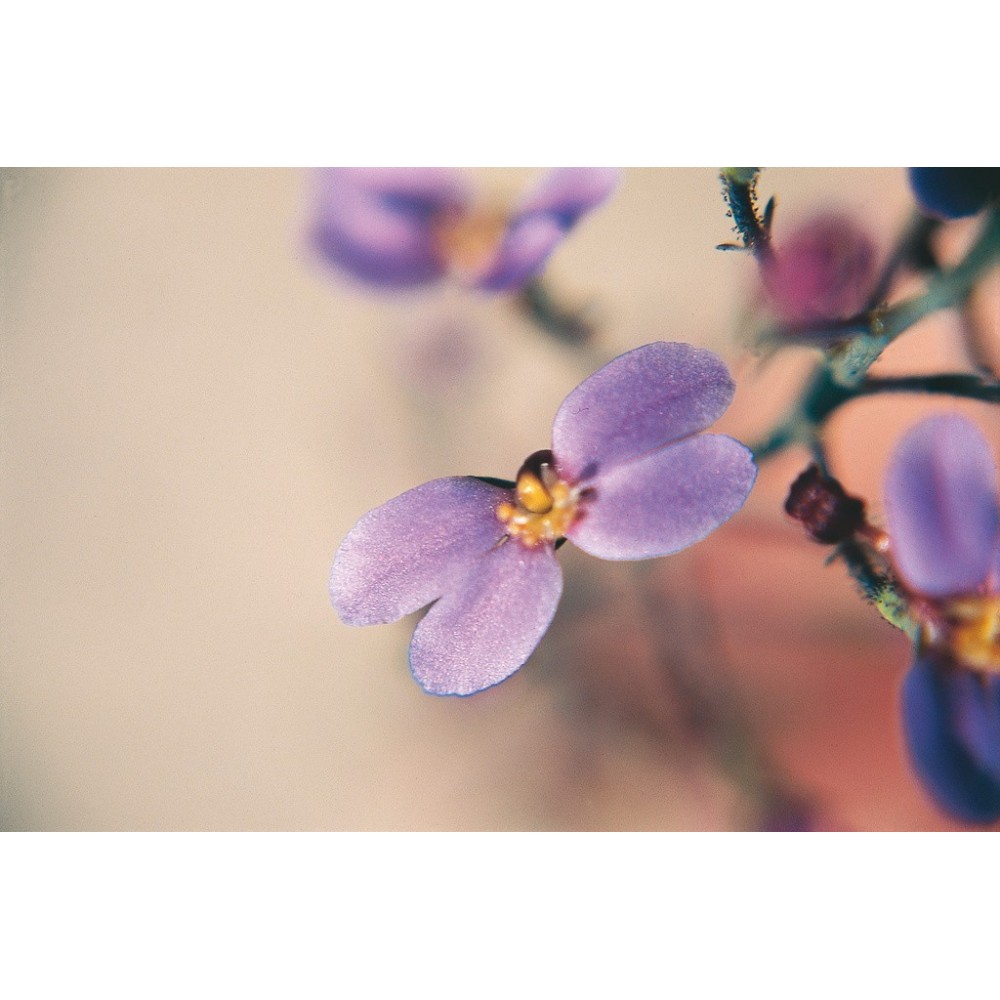 Australian Living Single Essence - Violet Butterfly (Stylidium maitlandianum) 15 ml