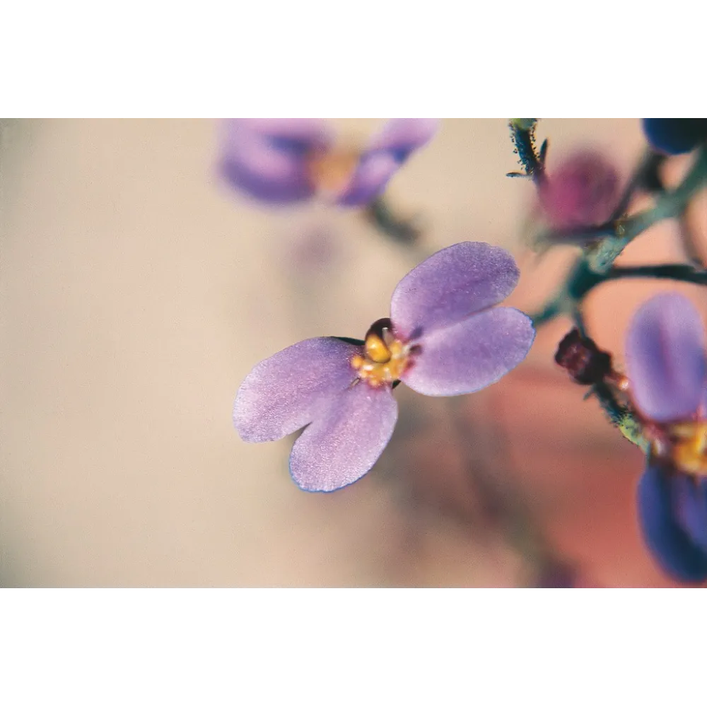 Esencia única Australian Living - Mariposa Violeta (Stylidium maitlandianum) 15 ml