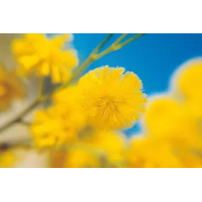 Esencia única de Australian...