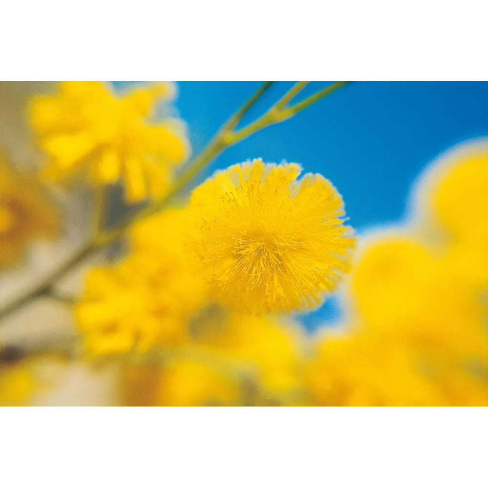 Esencia única de Australian Living - Acacia rostellifera (15 ml)