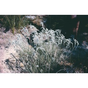 Australian Living Single Essence - West Australian Smokebush (Conospermum stoechadis) 15 ml