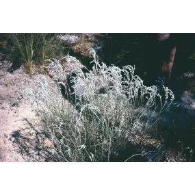 Esencia única de Australian...