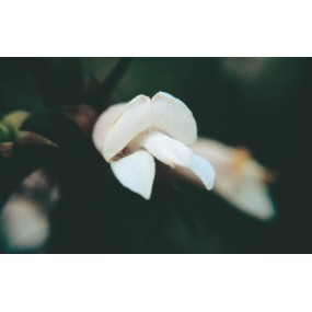Australian Living Single Essence – Weiße Eremophila (Eremophila scoparia) 15 ml