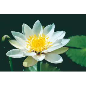 Australian Living Single...