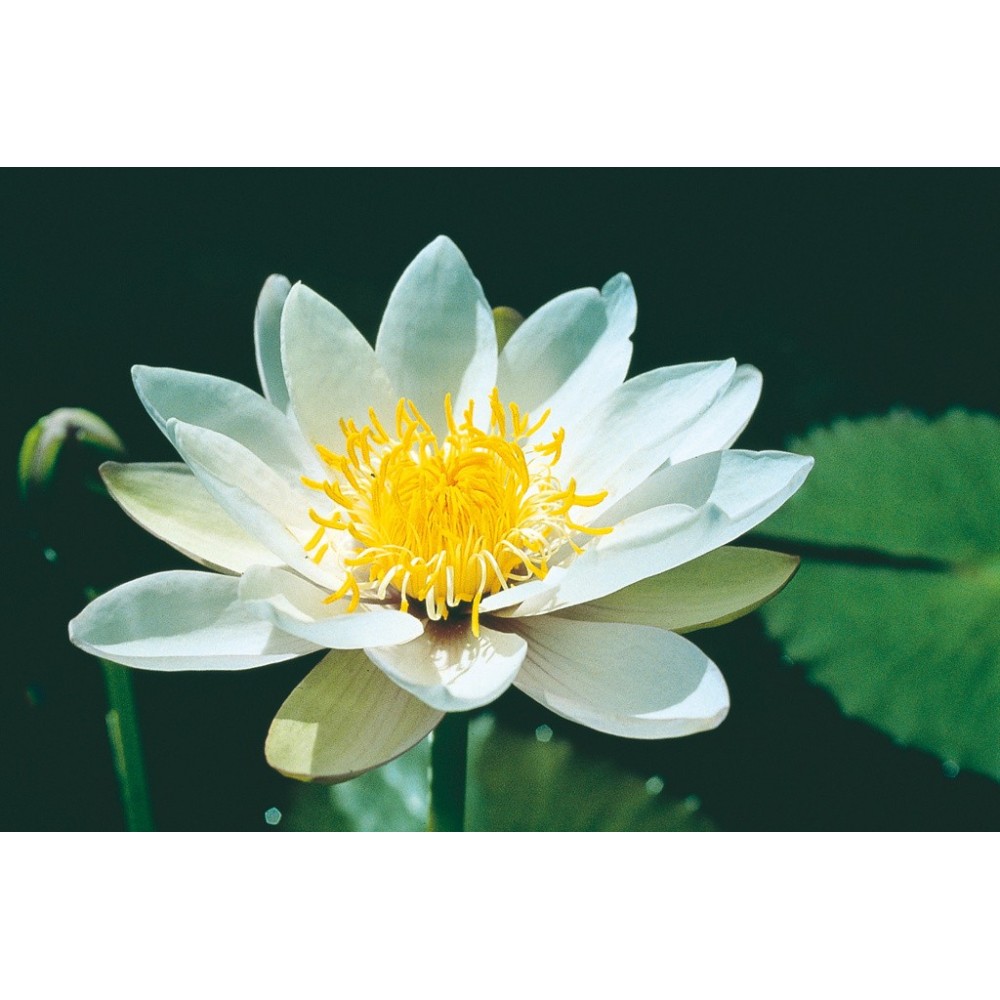 Essenza Singola Australian Living - White Nymph Waterlily (Nymphaea violeacea) 15 ml)