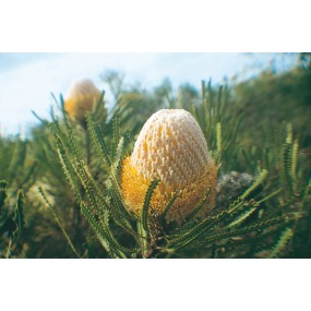 Australian Living Single Essence - Woolly Banksia (Banksia hookeriana) 15 ml