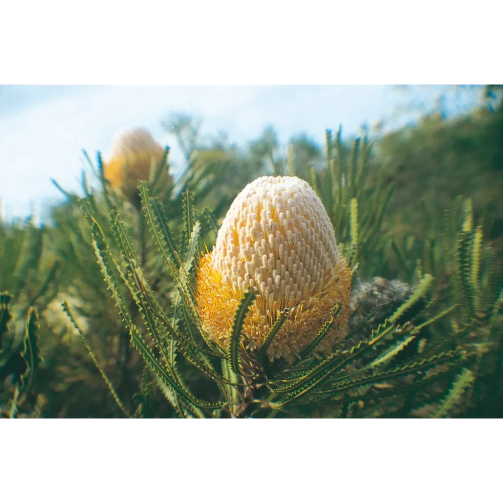 Esencia única de Australian Living - Banksia lanuda (Banksia hookeriana) 15 ml