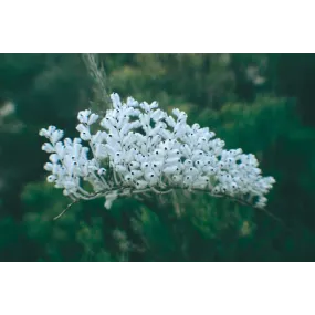 Australian Living Single...