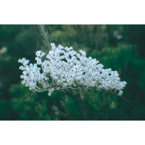 Australian Living Single Essence - Woolly Smokebush (Conospermum incurvum) 15 ml