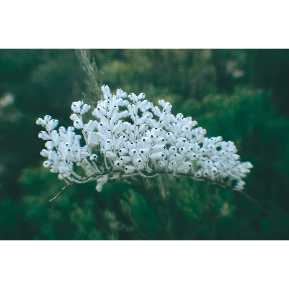 Esencia única de Australian Living - Woolly Smokebush (Conospermum incurvum) 15 ml