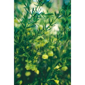 Esencia única de Australian Living - Boronia amarilla (Megastigma lutea) 15 ml