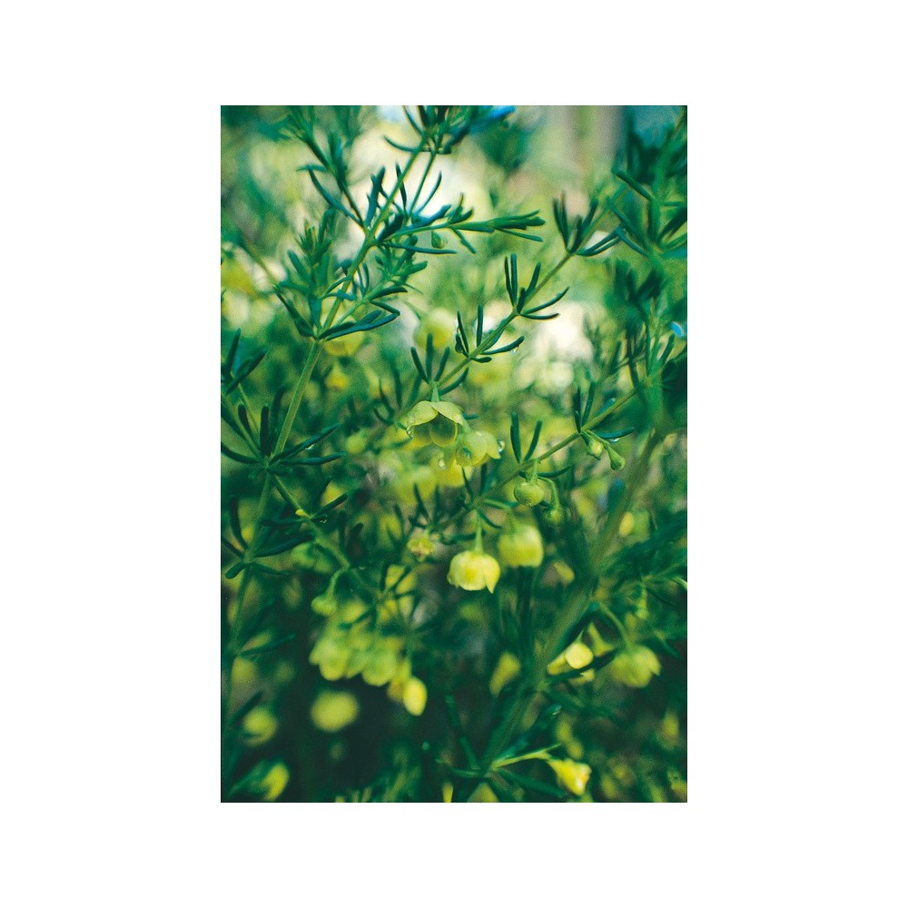 Australian Living Single Essence - Boronia jaune (Megastigma lutea) 15 ml