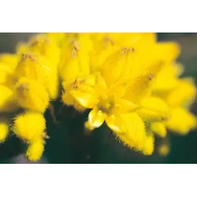 Australian Living Single...