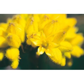 Australian Living Single Essence - Fleur de cône jaune (Conostylis aculeata) 15 ml