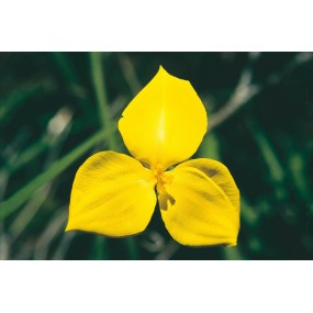 Australian Living Single Essence - Yellow Flag Flower (Patersonia xanthina) 15 ml