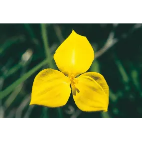 Esencia única de Australian...