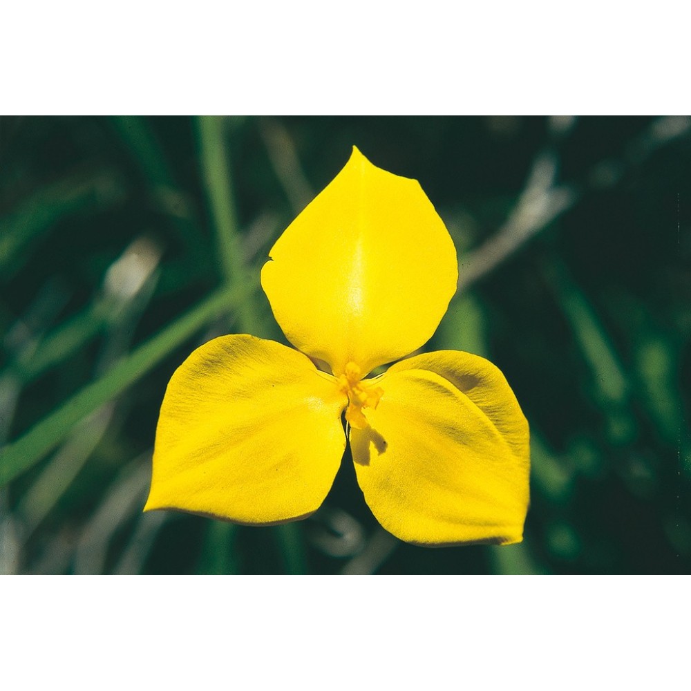 Australian Living Single Essence - Fleur du drapeau jaune (Patersonia xanthina) 15 ml