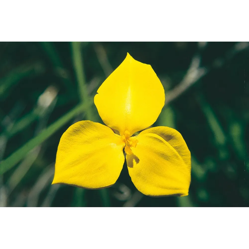Esencia única de Australian Living - Flor de bandera amarilla (Patersonia xanthina) 15 ml