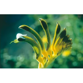 Australian Living Single...