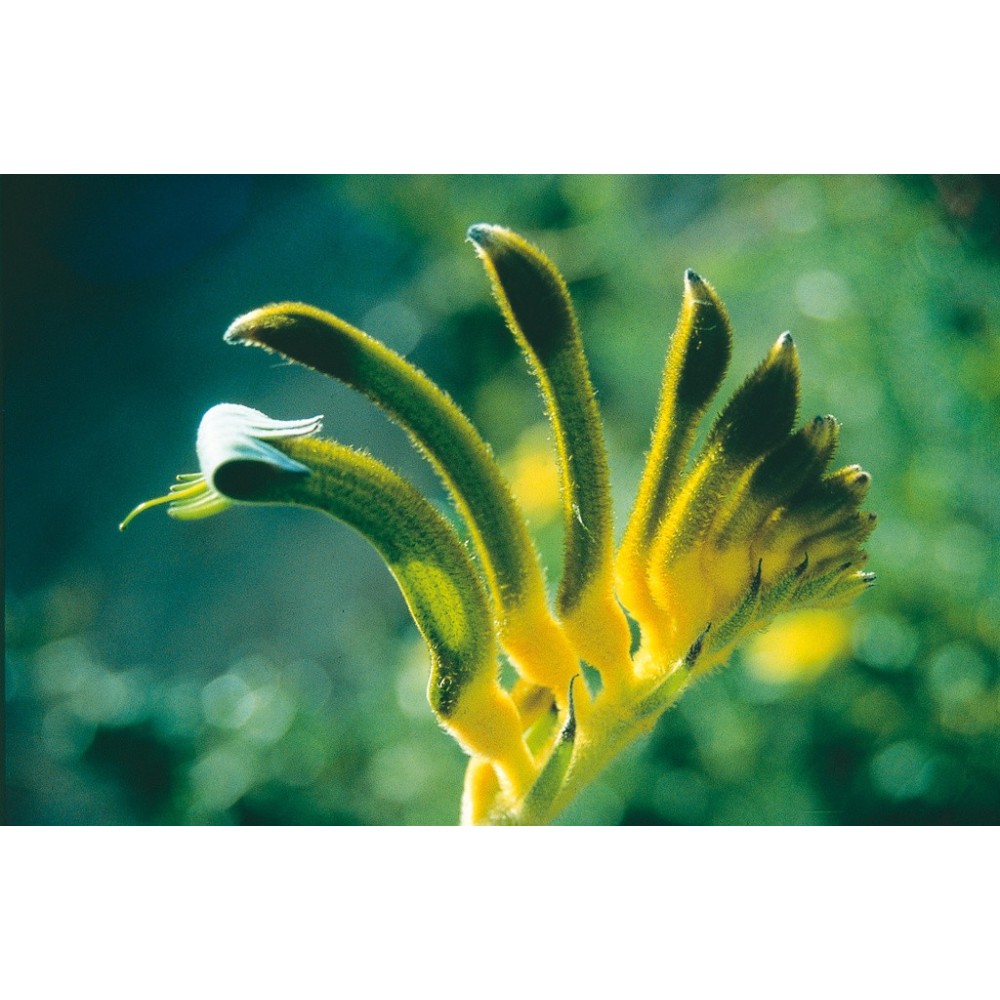 Essenza Singola Australian Living - Yellow & Green Kangaroo Paw (Anigozanthos manglesii) 15 ml