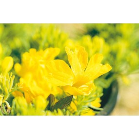 Australian Living Single Essence - Leschenaultia jaune (Leschenaultia formosa) 15 ml